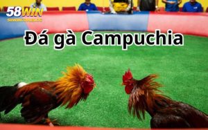 Đá Gà Campuchia - Trải Nghiệm Giải Trí Đỉnh Cao Tại 58WIN